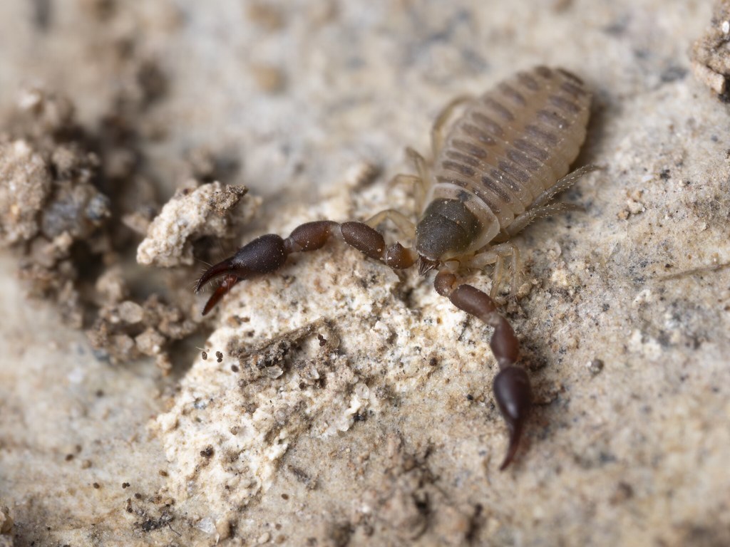 "Pseudoscorpion, cf. Chernetidae sp." by 4017amara is marked with CC0 1.0.
